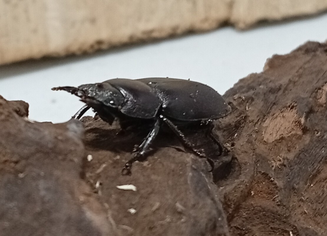 原名亜種|スペンスシカノコギリクワガタ成虫ペアWF1(ベトナム イェンバイ産)♂40mm×♀30mm