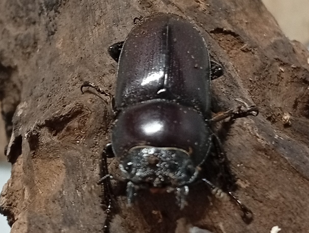 原名亜種|スペンスシカノコギリクワガタ成虫ペアWF1(ベトナム イェンバイ産)♂40mm×♀30mm
