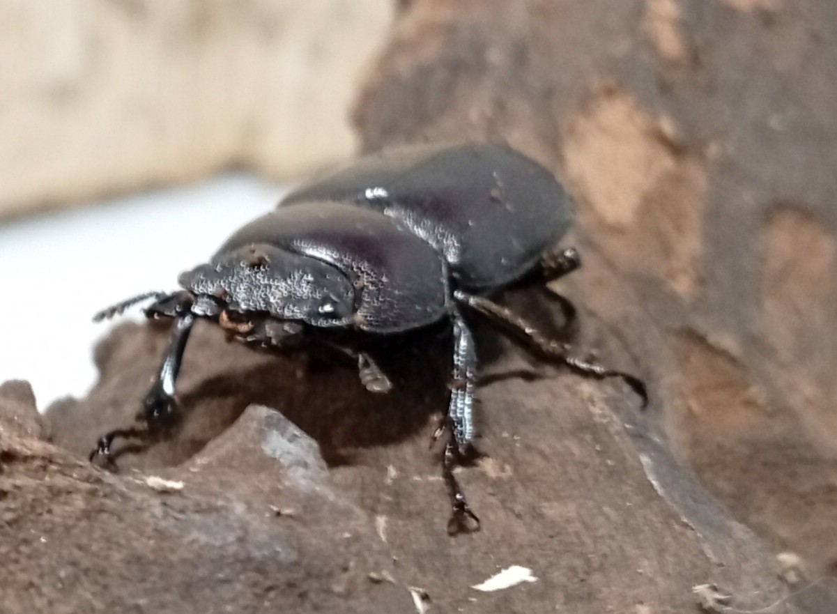 原名亜種|スペンスシカノコギリクワガタ成虫ペアWF1(ベトナム イェンバイ産)♂40mm×♀30mm