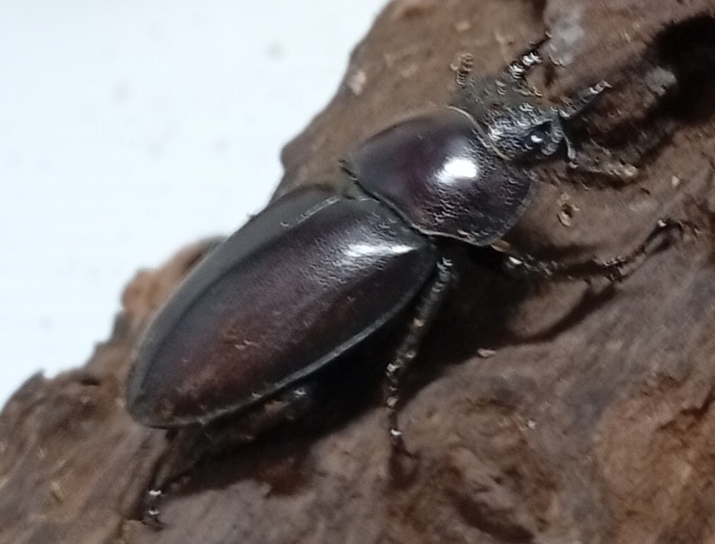 原名亜種|スペンスシカノコギリクワガタ成虫ペアWF1(ベトナム イェンバイ産)♂40mm×♀30mm