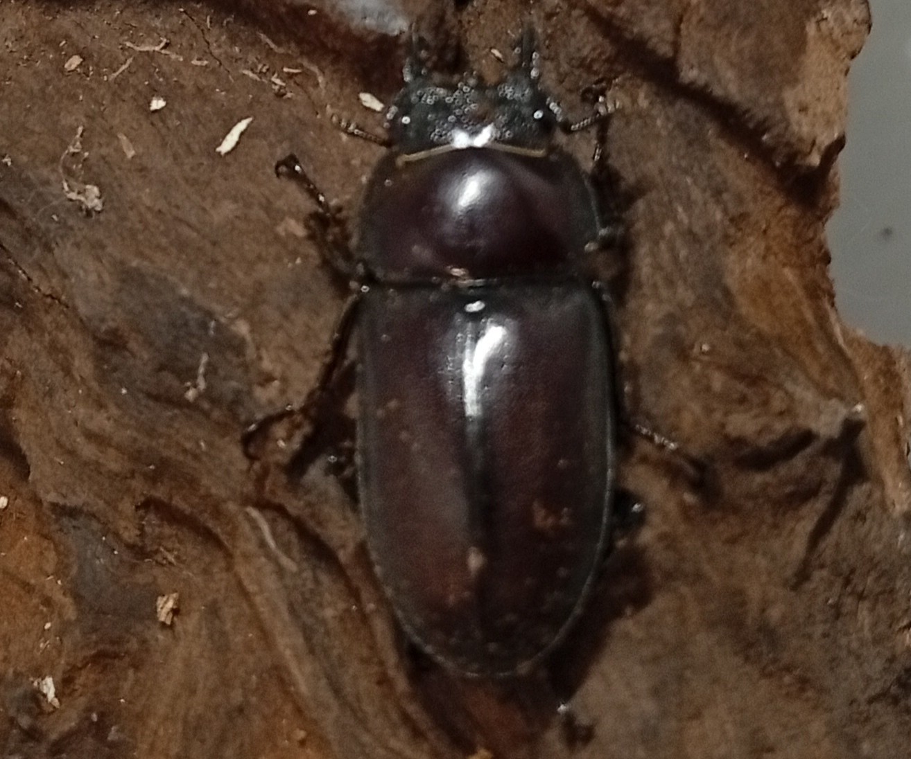 原名亜種|スペンスシカノコギリクワガタ成虫ペアWF1(ベトナム イェンバイ産)♂40mm×♀30mm