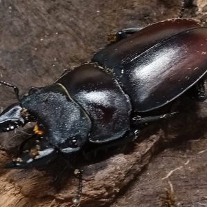 原名亜種｜スペンスシカノコギリクワガタ成虫ペアWF1（ベトナム イェンバイ産）♂36mm×♀30mm