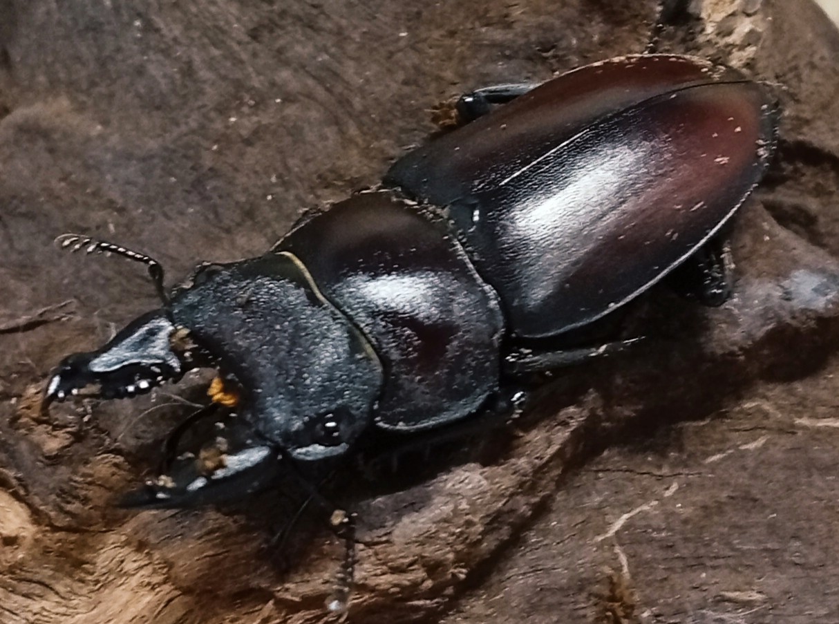 原名亜種|スペンスシカノコギリクワガタ成虫ペアWF1(ベトナム イェンバイ産)♂36mm×♀30mm