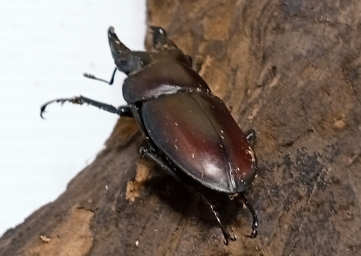 原名亜種|スペンスシカノコギリクワガタ成虫ペアWF1(ベトナム イェンバイ産)♂36mm×♀30mm