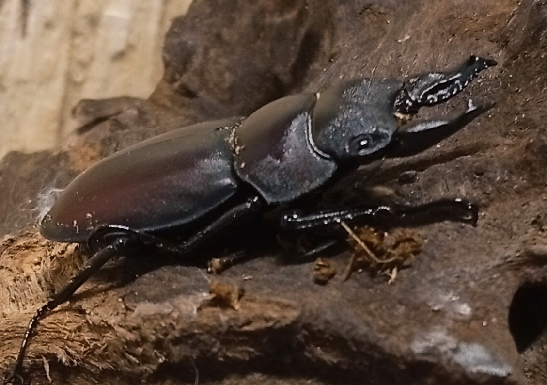 原名亜種|スペンスシカノコギリクワガタ成虫ペアWF1(ベトナム イェンバイ産)♂36mm×♀30mm