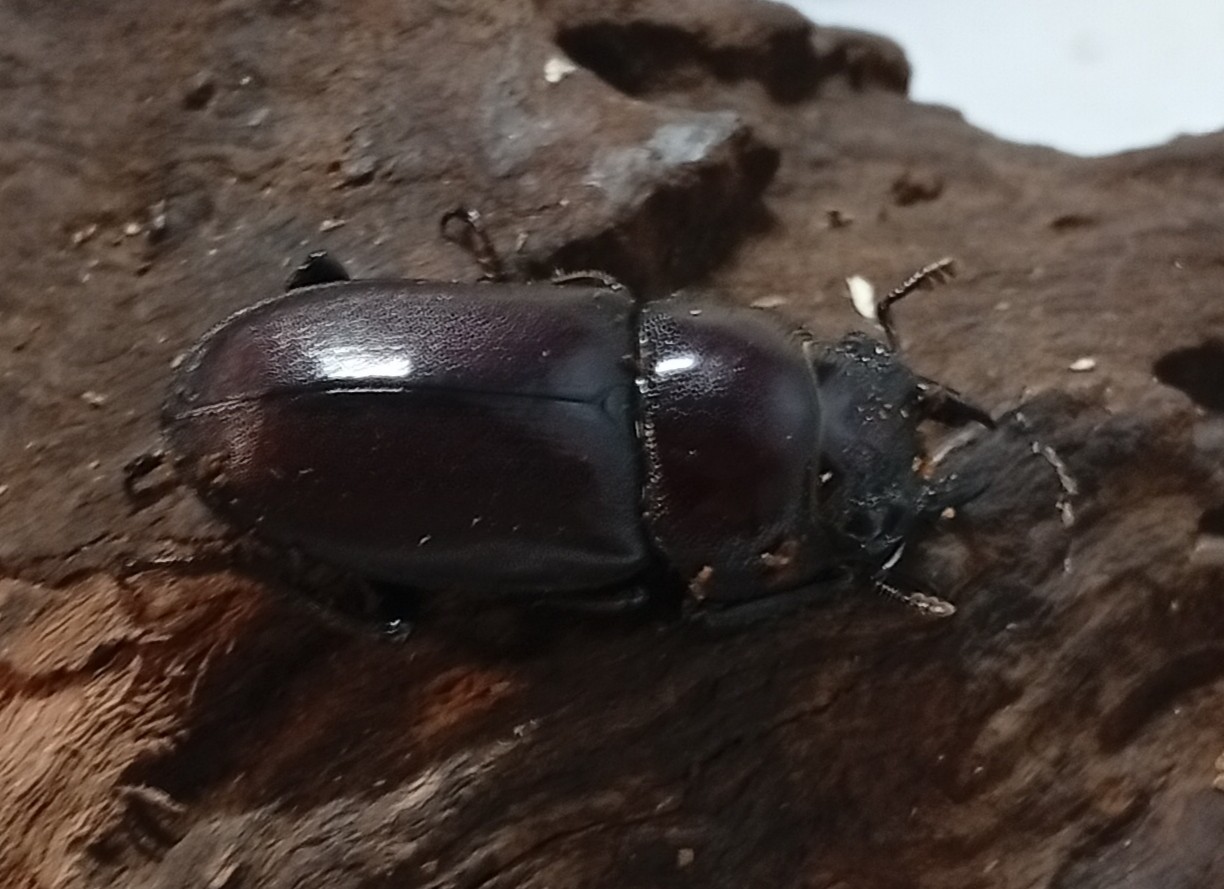 原名亜種|スペンスシカノコギリクワガタ成虫ペアWF1(ベトナム イェンバイ産)♂36mm×♀30mm