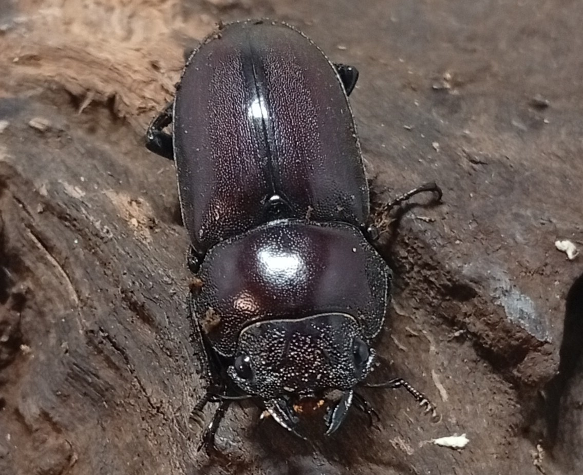 原名亜種|スペンスシカノコギリクワガタ成虫ペアWF1(ベトナム イェンバイ産)♂36mm×♀30mm