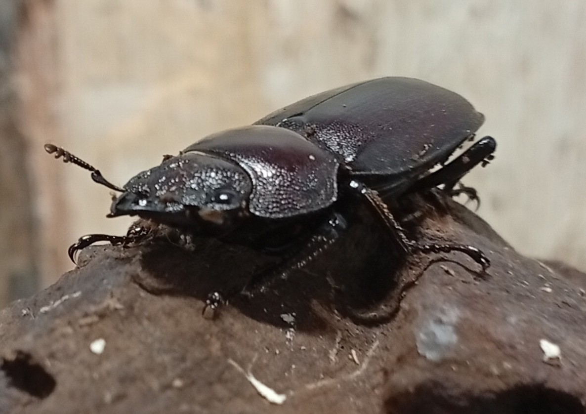 原名亜種|スペンスシカノコギリクワガタ成虫ペアWF1(ベトナム イェンバイ産)♂36mm×♀30mm