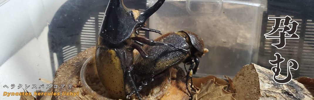 Beetle House カブ王