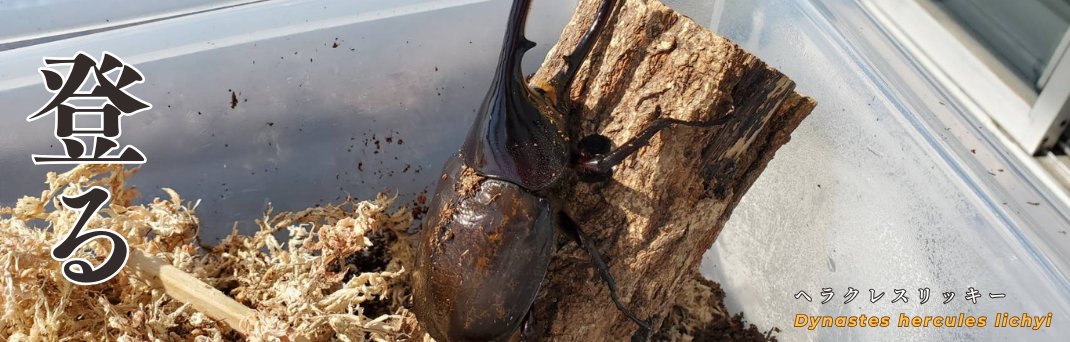 Beetle House カブ王