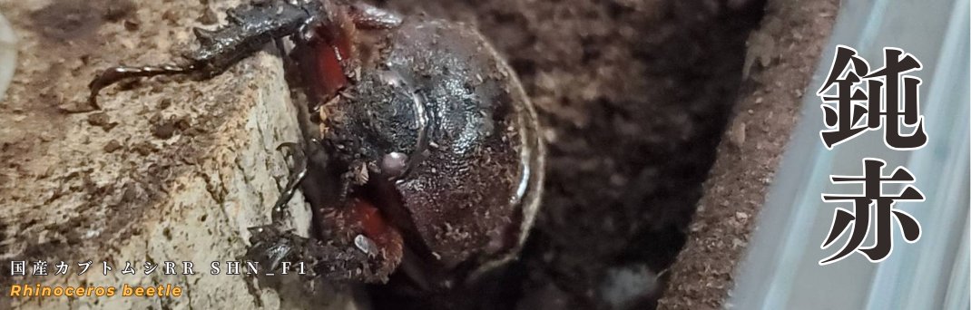 Beetle House カブ王