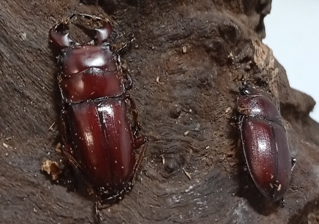 Beetle House カブ王
