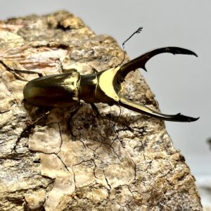 メタリフェルホソアカクワガタ成虫トリオ