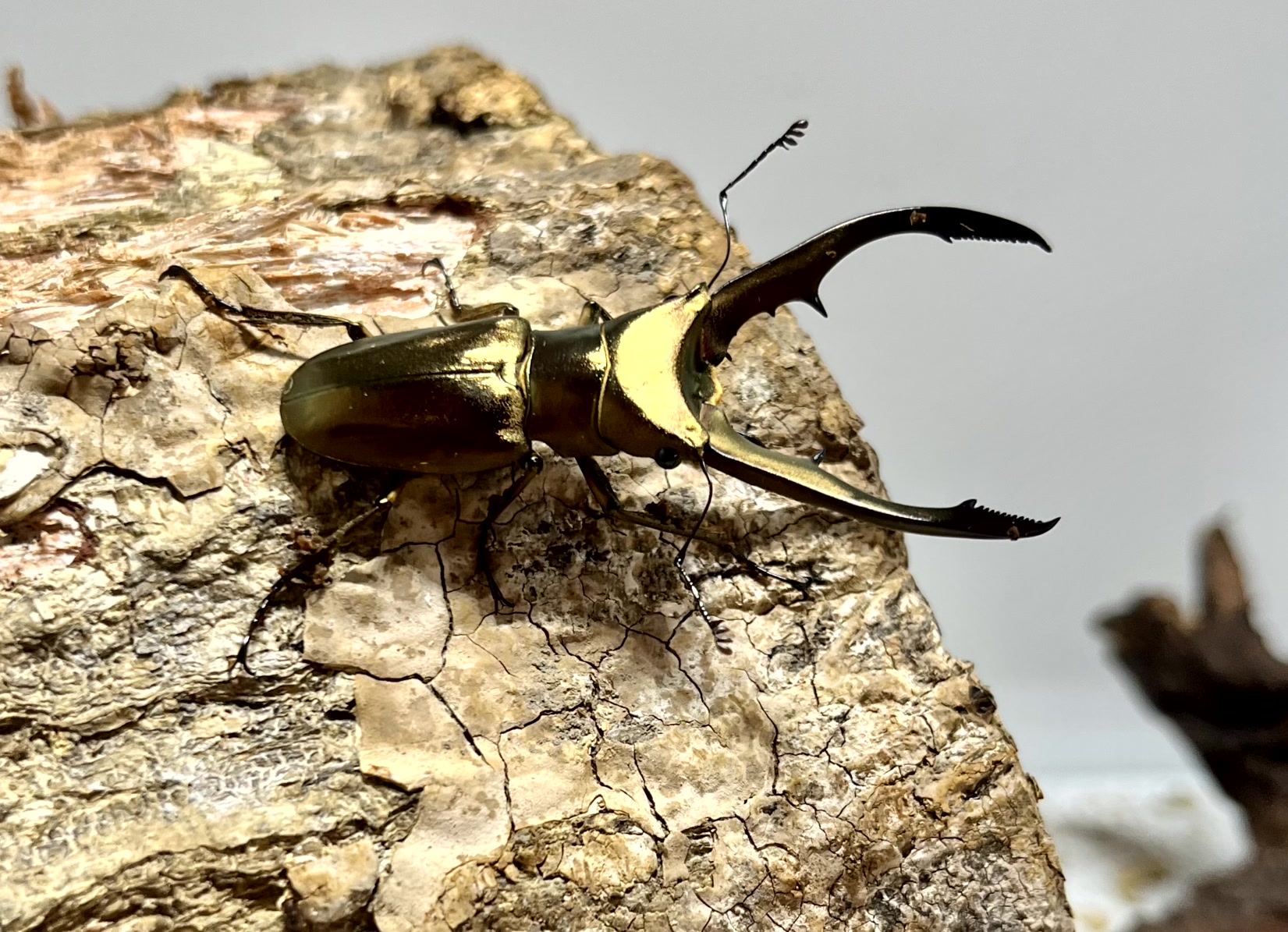 メタリフェルホソアカクワガタ成虫トリオ