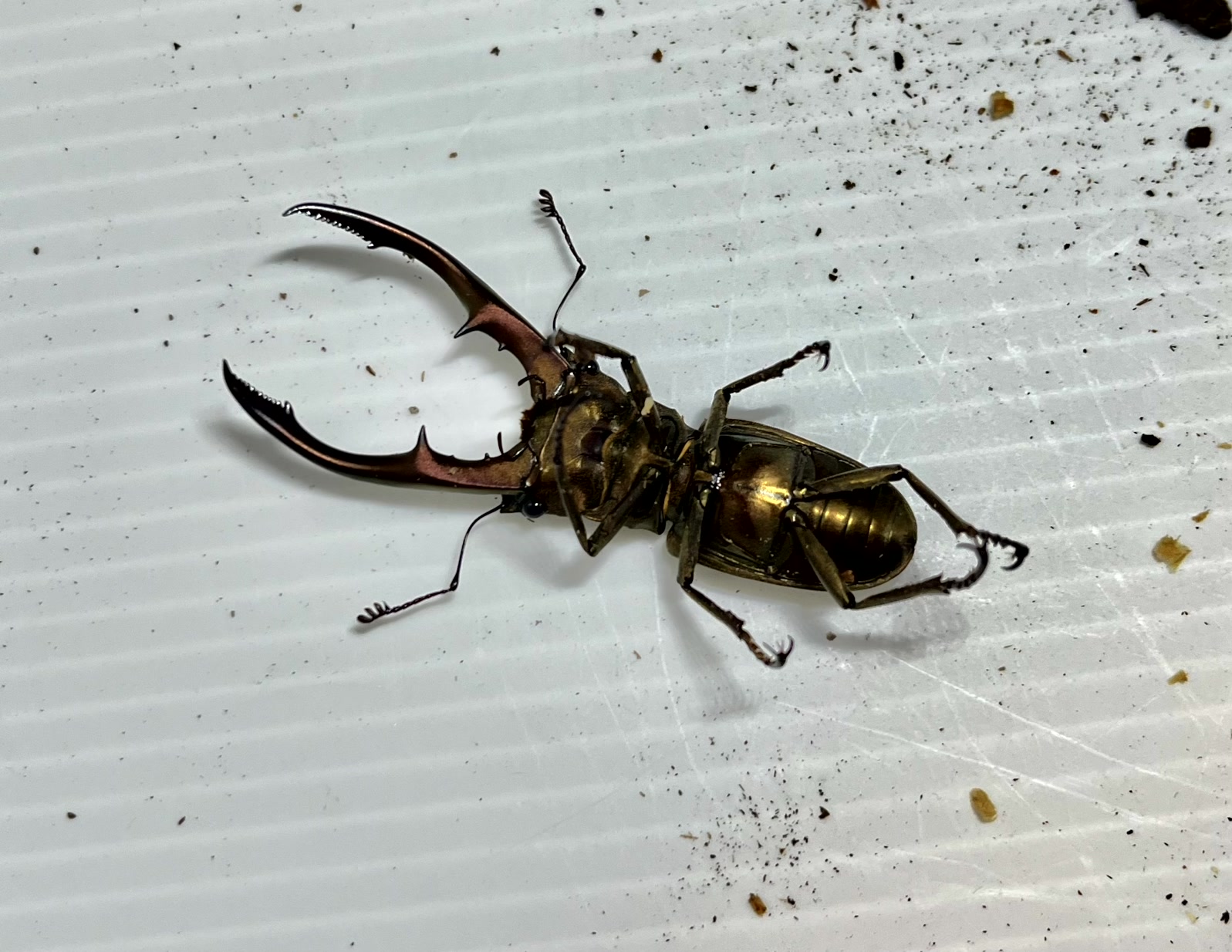 メタリフェルホソアカクワガタ成虫トリオ