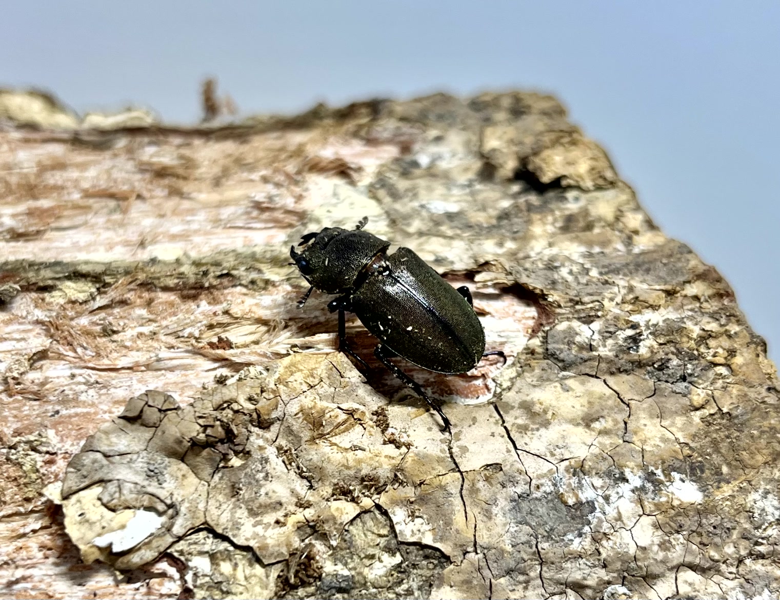 メタリフェルホソアカクワガタ成虫トリオ