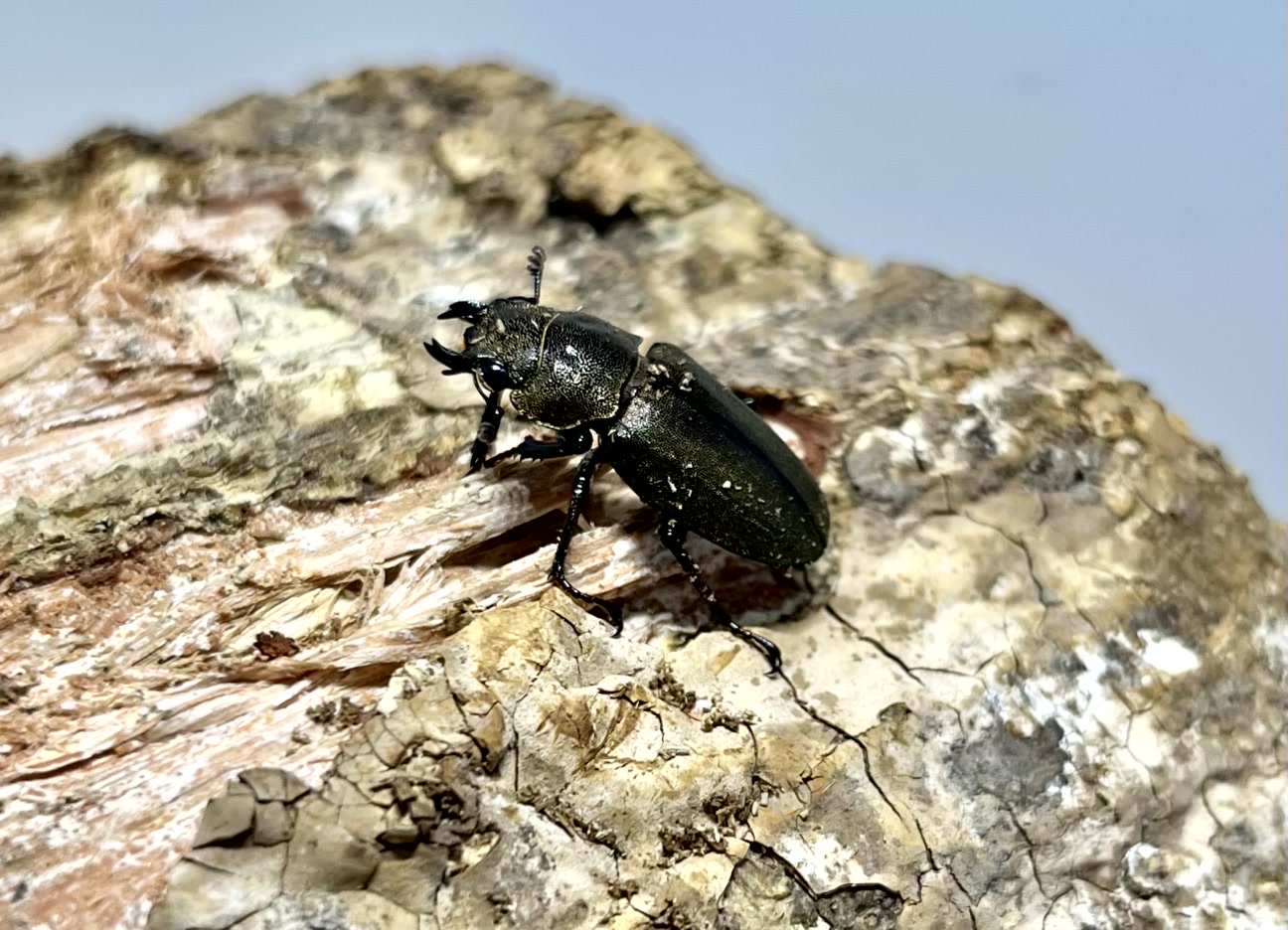 メタリフェルホソアカクワガタ成虫トリオ