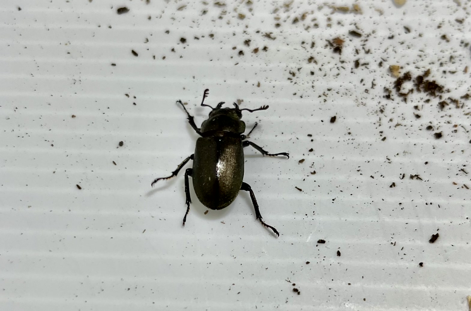 メタリフェルホソアカクワガタ成虫トリオ