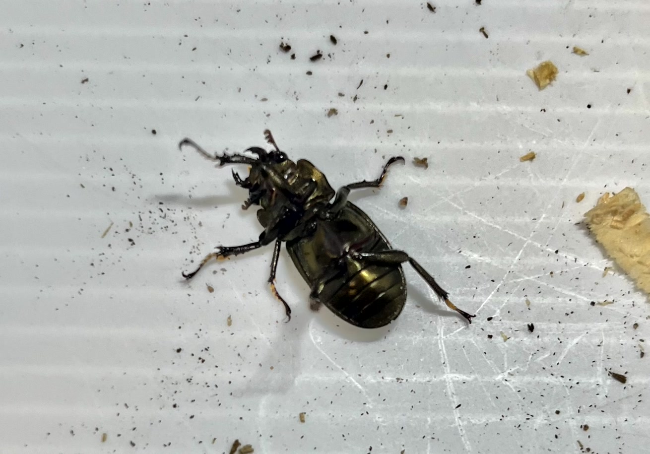 メタリフェルホソアカクワガタ成虫トリオ