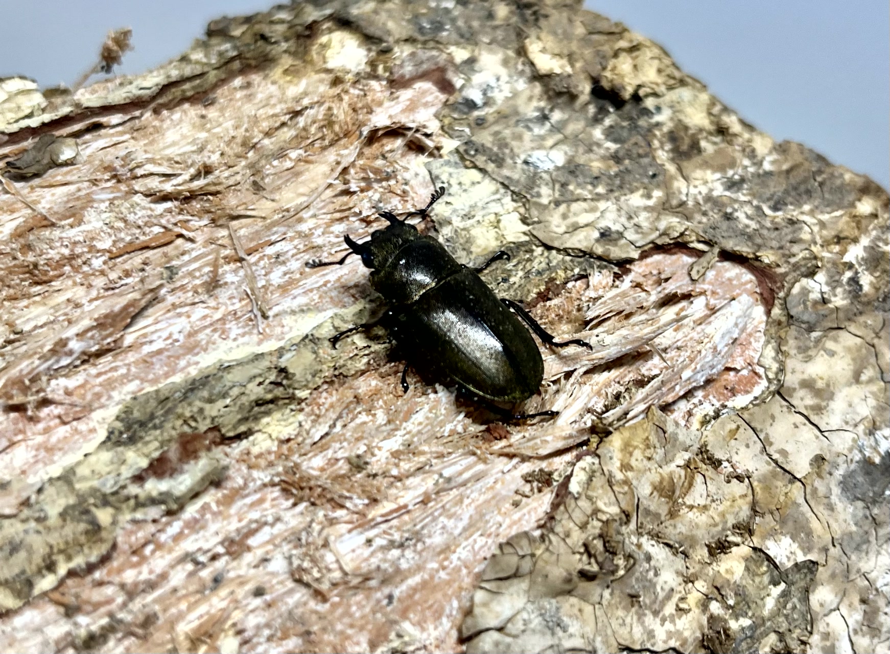 メタリフェルホソアカクワガタ成虫トリオ