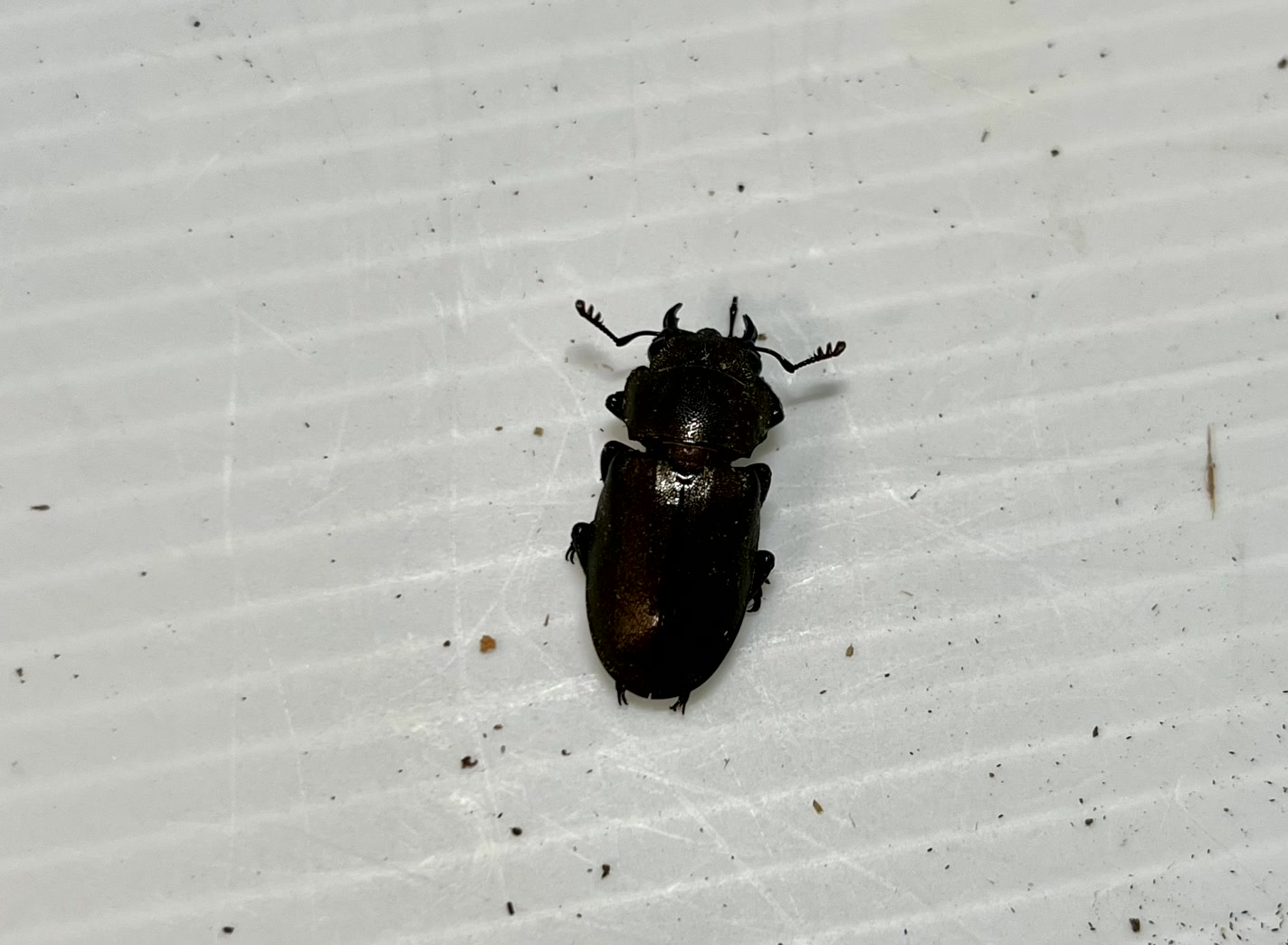 メタリフェルホソアカクワガタ成虫トリオ