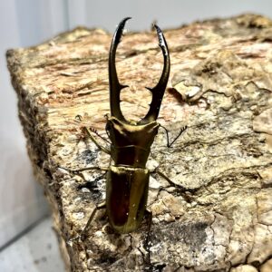 メタリフェルホソアカクワガタ 亜種アノミエカンス成虫トリオWF1（ハルマヘラ産）♂63mm×♀フリー×♀フリー