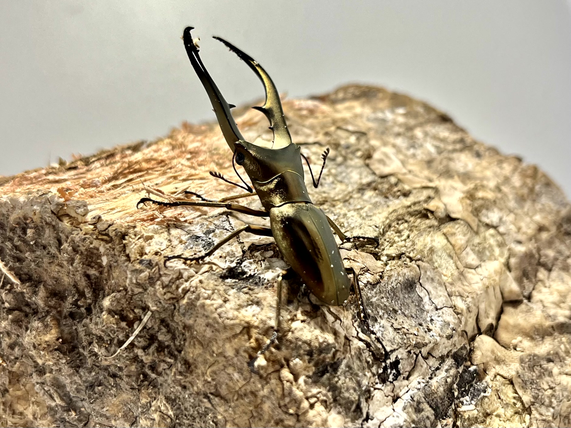 メタリフェルホソアカクワガタ 亜種アノミエカンス成虫トリオWF1(ハルマヘラ産)♂63mm×♀フリー×♀フリー - 画像 (2)