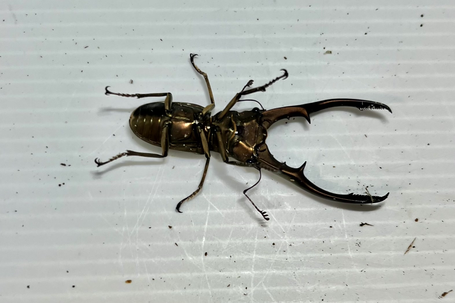 メタリフェルホソアカクワガタ 亜種アノミエカンス成虫トリオWF1(ハルマヘラ産)♂63mm×♀フリー×♀フリー - 画像 (3)