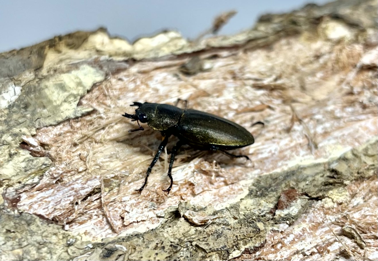 メタリフェルホソアカクワガタ 亜種アノミエカンス成虫トリオWF1(ハルマヘラ産)♂63mm×♀フリー×♀フリー - 画像 (4)