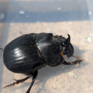ダイコクコガネ♂