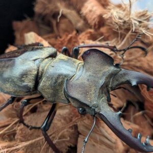 超大型！エゾミヤマクワガタ ♂70.4mm♀41.1mm WDペア/北海度胆振産