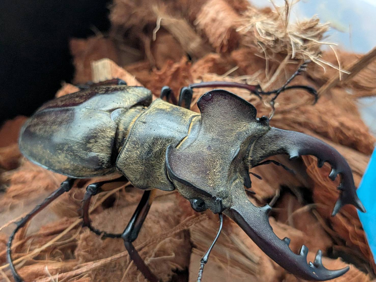 超大型！エゾミヤマクワガタ ♂70.4mm♀41.1mm WDペア/北海度胆振産