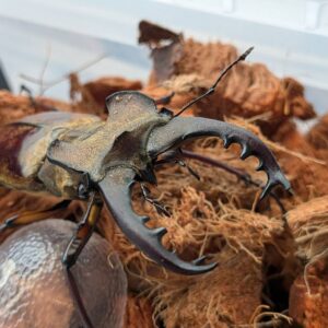 超大型！エゾミヤマクワガタ ♂70.4mm♀41.1mm WDペア/北海度胆振産