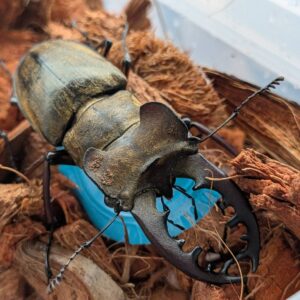 エゾミヤマクワガタ ♂70.2mm♀39.1mm WDペア/北海度胆振産