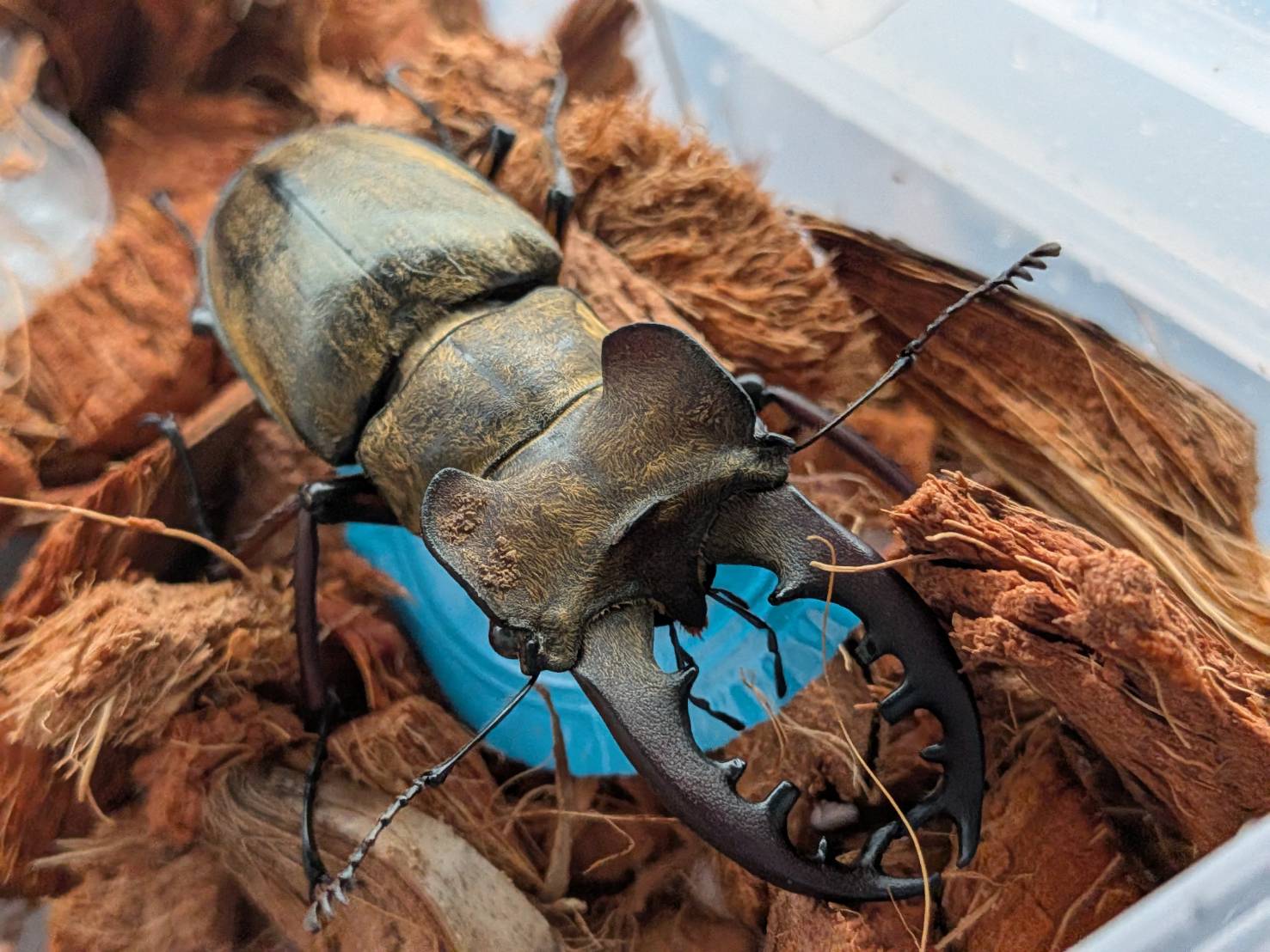 エゾミヤマクワガタ ♂70.2mm♀39.1mm WDペア/北海度胆振産