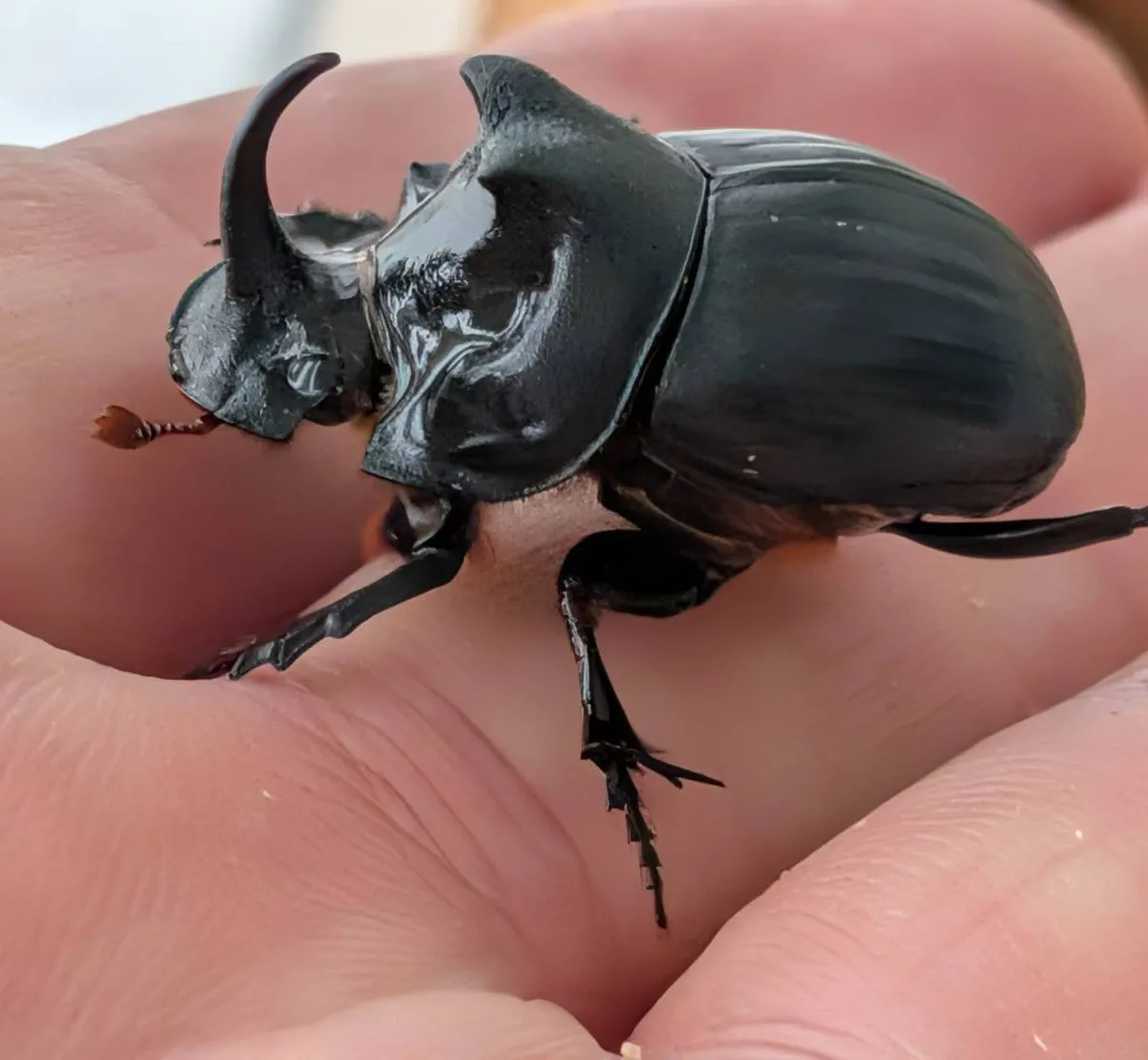 希少!北海道ダイコクコガネ成虫ペア+おまけ1ペア WD (♂26.5mm, ♀26.8mm, ♂♀フリー)-天然採集 - 画像 (2)