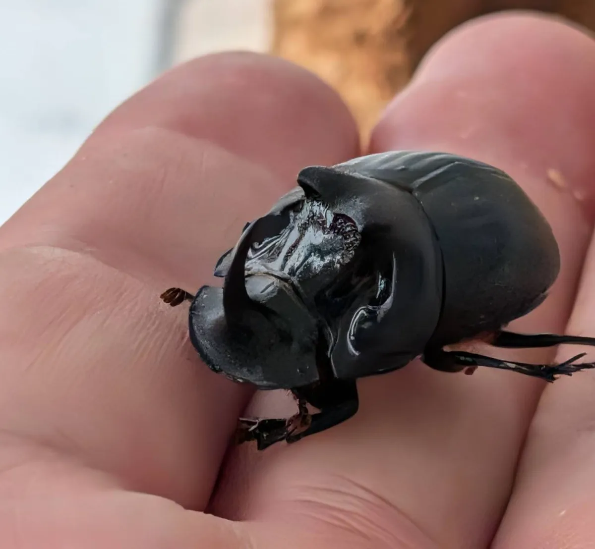 希少!北海道ダイコクコガネ成虫ペア+おまけ1ペア WD (♂26.5mm, ♀26.8mm, ♂♀フリー)-天然採集 - 画像 (8)