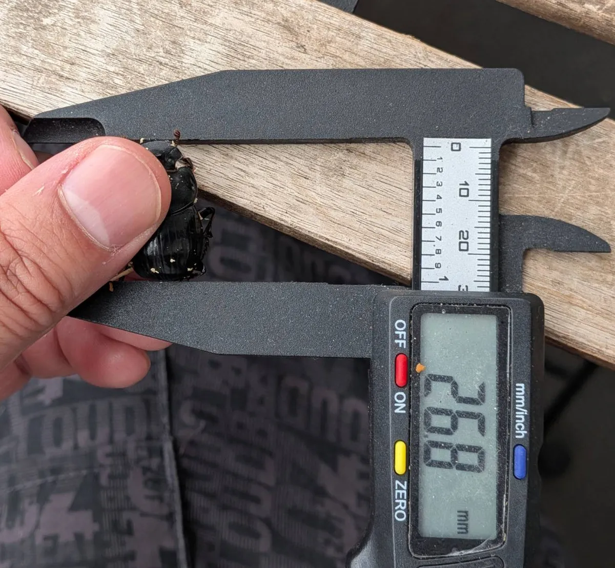 希少!北海道ダイコクコガネ成虫ペア+おまけ1ペア WD (♂26.5mm, ♀26.8mm, ♂♀フリー)-天然採集 - 画像 (9)